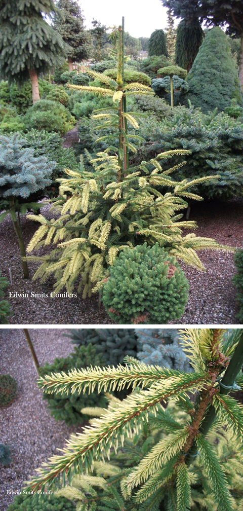 Picea abies 'Glimra'