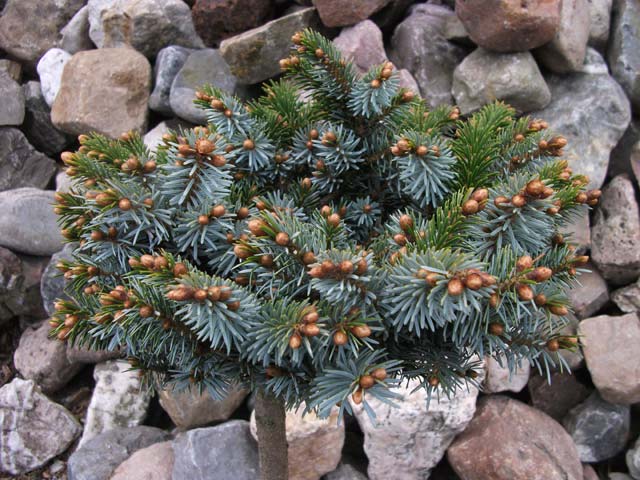Picea jezoensis 'Mriansk Lzne'  ( Marienbad, Nana Kalous)