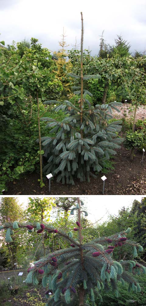 Picea engelmannii </em>subsp.<em> mexicana 'Pervana'