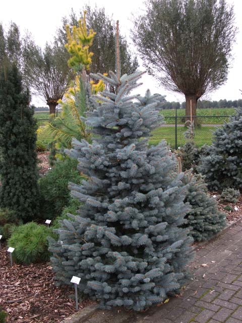 Picea pungens 'Filips Blue Compact'