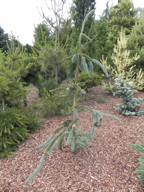 Picea pungens 'Gondro'