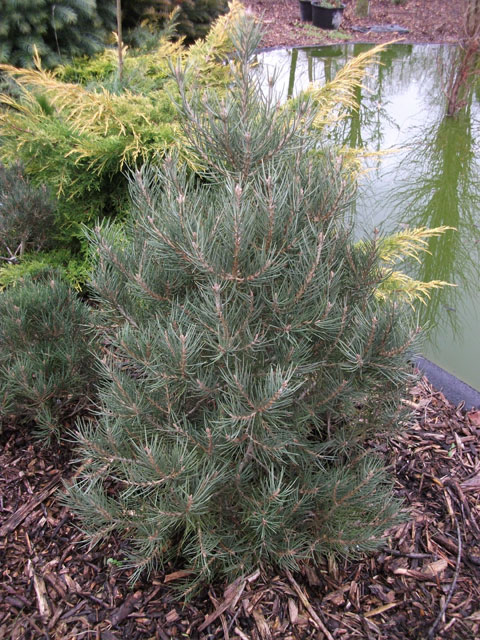 Pinus monophylla 