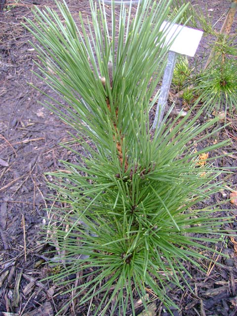 Pinus thunbergii 'Bedgebury W.B.' ('Section 16')