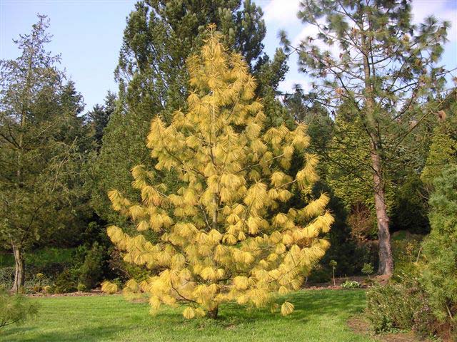 Pinus wallichiana 'Winter Light'