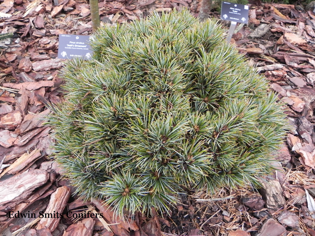 Pinus koraiensis 'Chanbai'