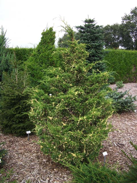 Juniperus chinensis 'Variegated Kaizuka'