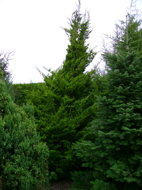 Juniperus chinensis 'Kaizuka' (‘Torulosa’)