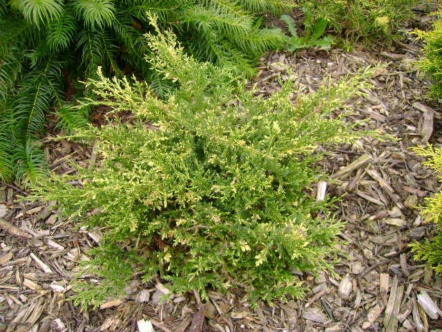 Juniperus pfitzeriana (x) 'Filip's Wai Momi'