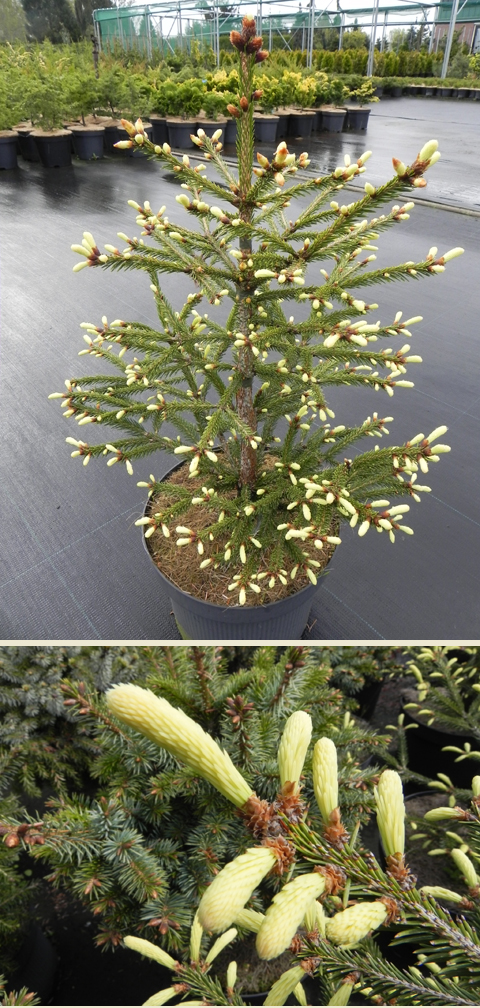 Picea abies 'Lubecensis'
