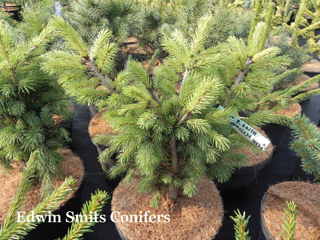 Sortiment Edwin Smits Conifers Picea smithiana 'Himalaya Hexe'