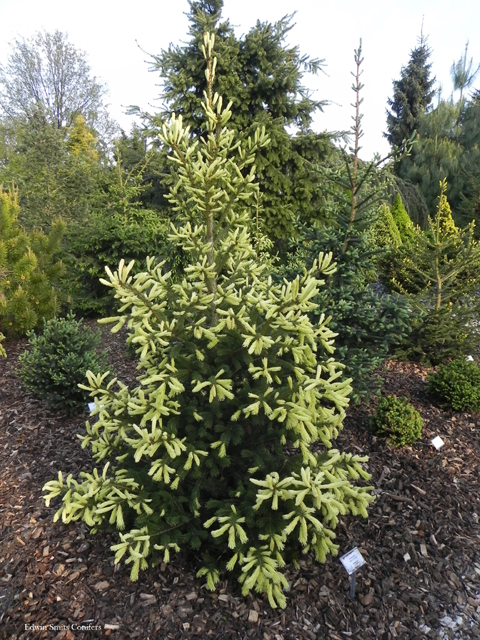 Picea glauca </em>var.<em> densata 'Mac’s Gold' (‘McConnel’s Gold’)