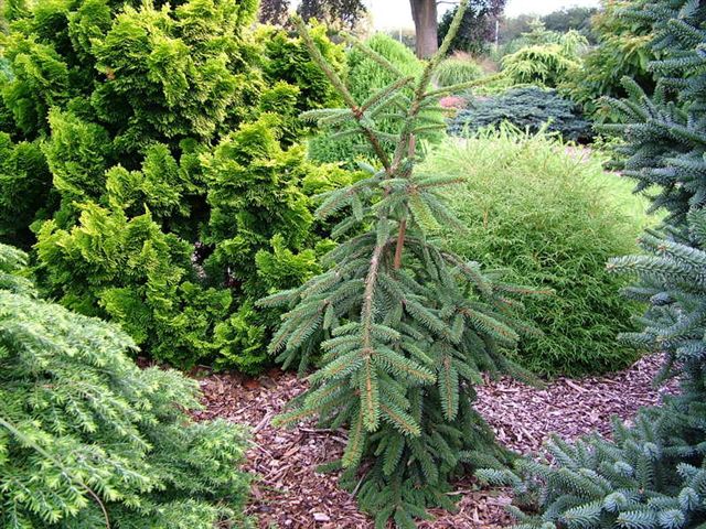 Picea koyamae 'Bedgebury Cascade'
