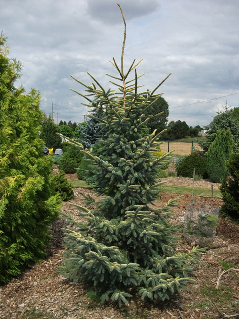 Picea mariana 'Aurea' ('Aureovariegata')