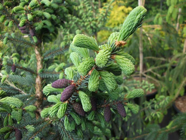 Picea mariana 'Beissnerii'