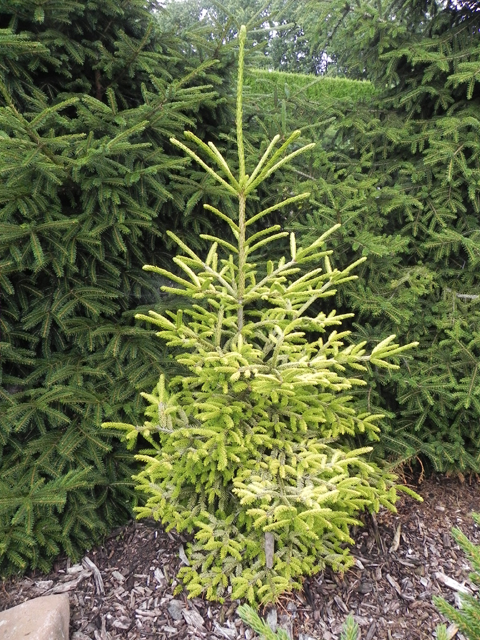 Picea orientalis 'Firefly'