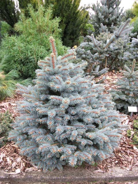 Picea pungens 'Bastion'