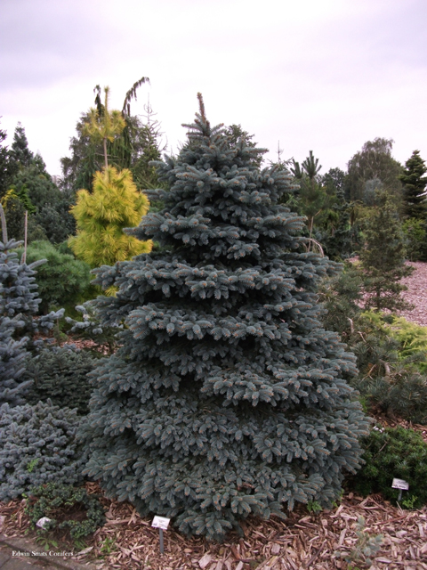 Picea pungens 'Wendy