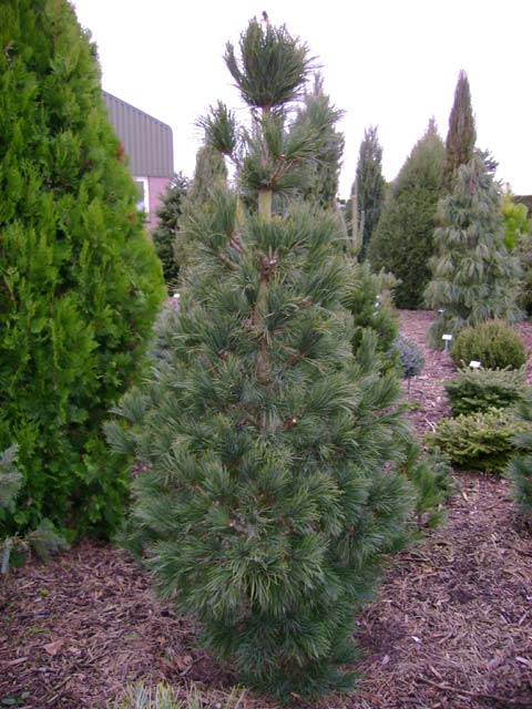 Pinus cembra 'Stricta' ('Fastigiata')