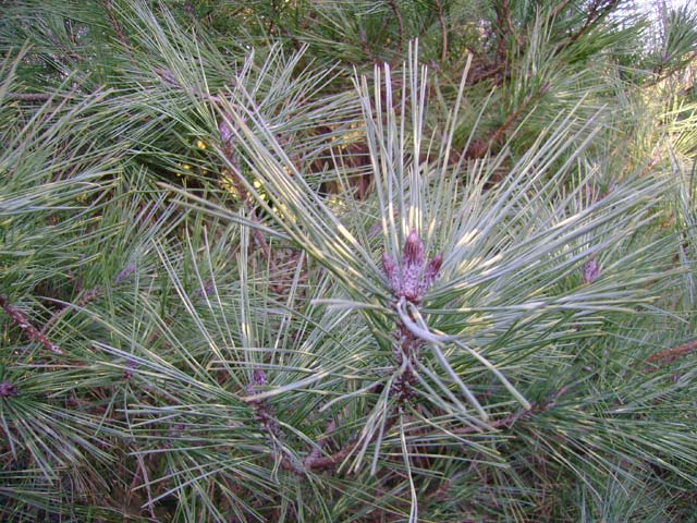 Pinus densiflora 'Oculus-draconis'
