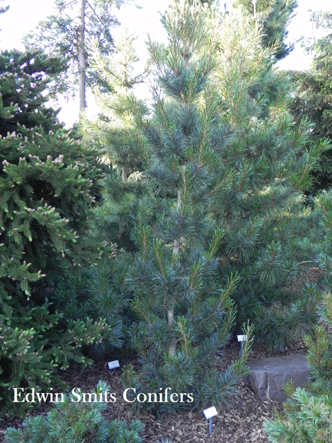 Pinus koraiensis 'Fastigiata'