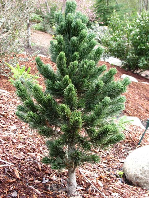 Pinus longaeva 'Sherwood Compact'