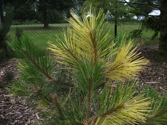 Pinus nigra 'Helen'