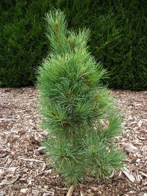 Pinus peuce 'Cesarini'