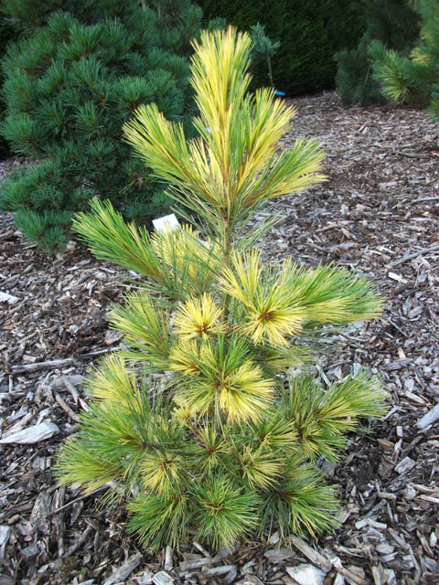 Pinus peuce 'Jakobsen Gelb'