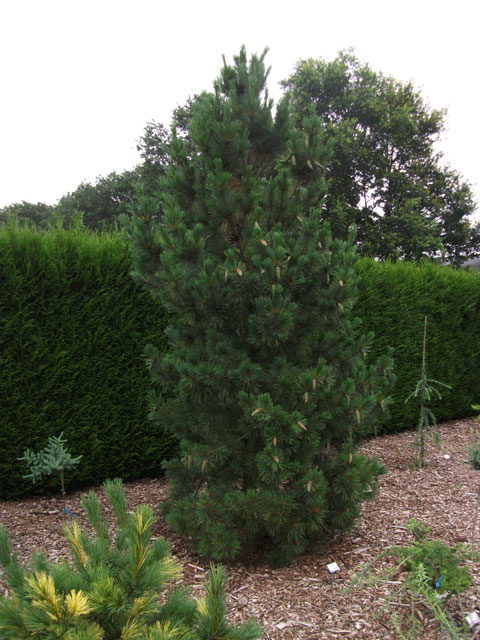 Pinus peuce 'Raubold'