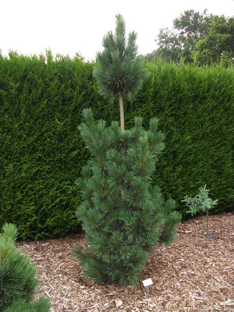 Pinus peuce 'Wageningen'