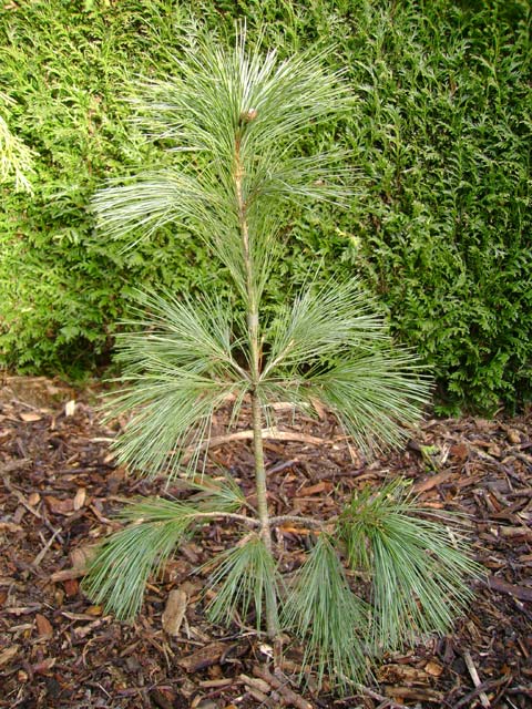 Pinus peuce 'Wilhelm Acker Fructata'