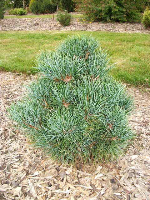 Pinus peuce 'Arnold Dwarf' (‘Nana’)