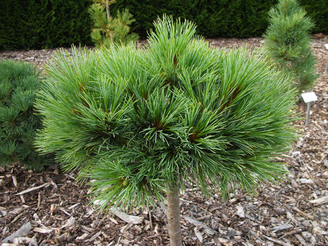 Pinus peuce 'Daniel'
