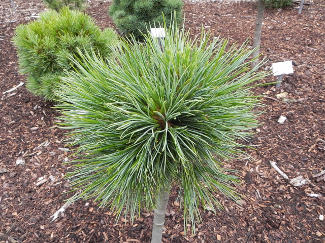 Pinus peuce 'Erbse'