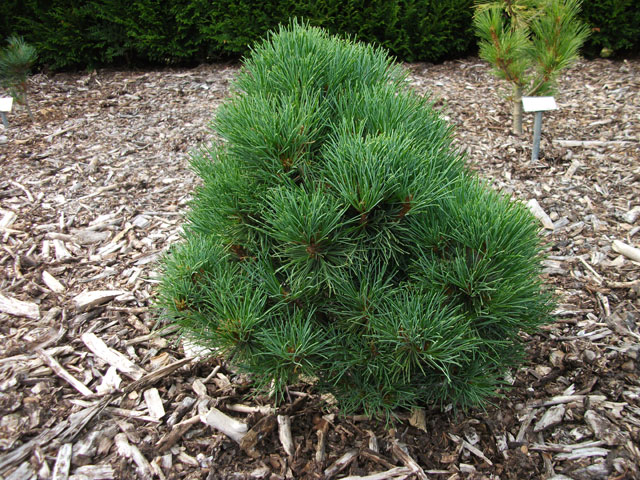 Pinus peuce 'Hexenbesen' (Horstmann H.B., Tessalonica Broom,  Zwergform Horstmann)