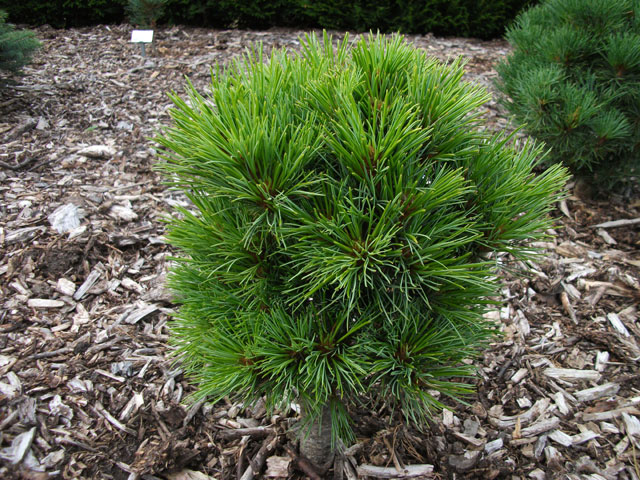 Pinus peuce 'Kobolt'