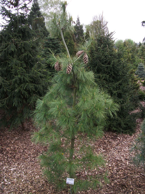 Pinus peuce x Pinus schwerinii 'Fulda'