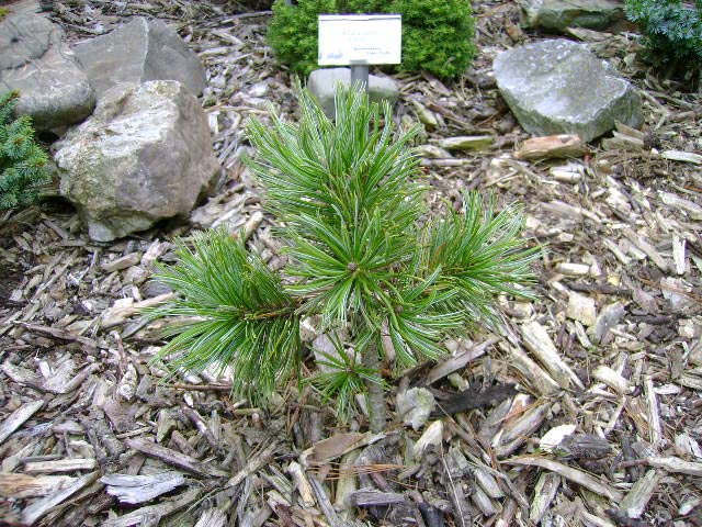 Pinus pumila 'Pygmaea'