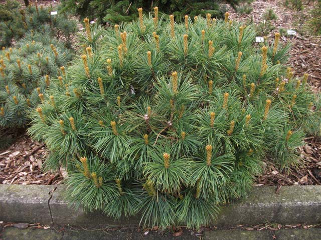 Pinus pumila 'Nana'  (‘Compacta’)