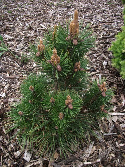 Pinus resinosa 'Don Smith' (# 2$)