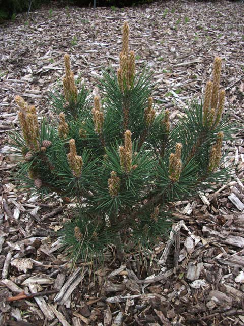 Pinus resinosa 'Nana'