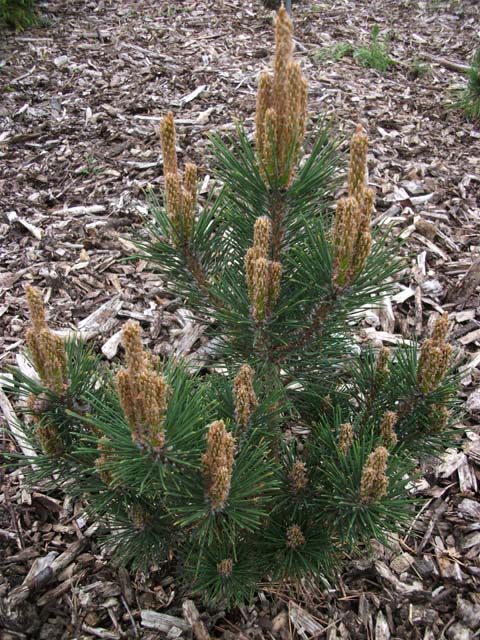 Pinus resinosa 'Watnong' (# 1$)