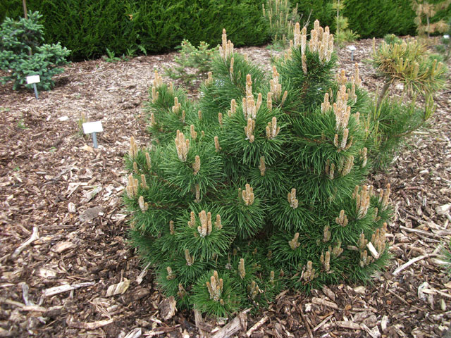 Pinus rigida 'Ben Walet'