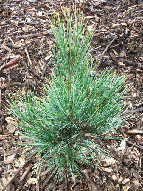 Pinus sibirica 