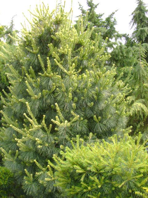 Pinus strobus 'Alba'