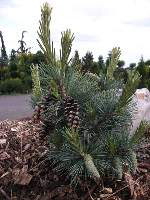 Pinus strobus 'Edel'