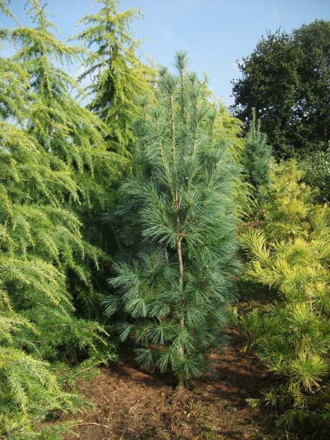Pinus strobus 'Fastigiata'