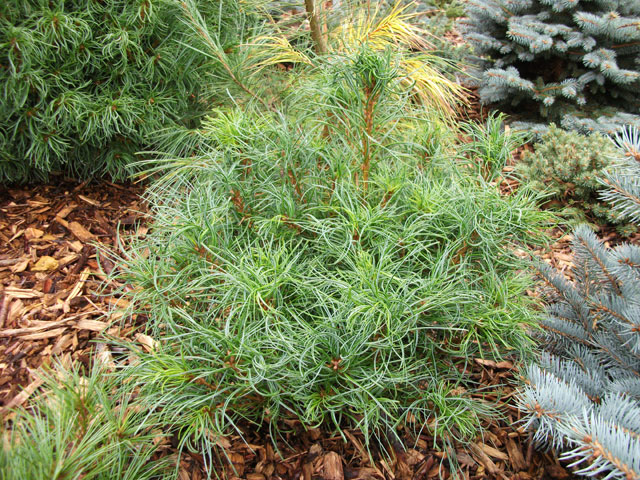 Pinus strobus 'Mini Twists' ('Curly 3')