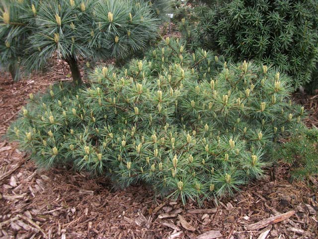 Pinus strobus 'Cesarini'