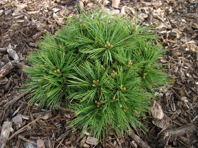 Pinus strobus 'Diablo'